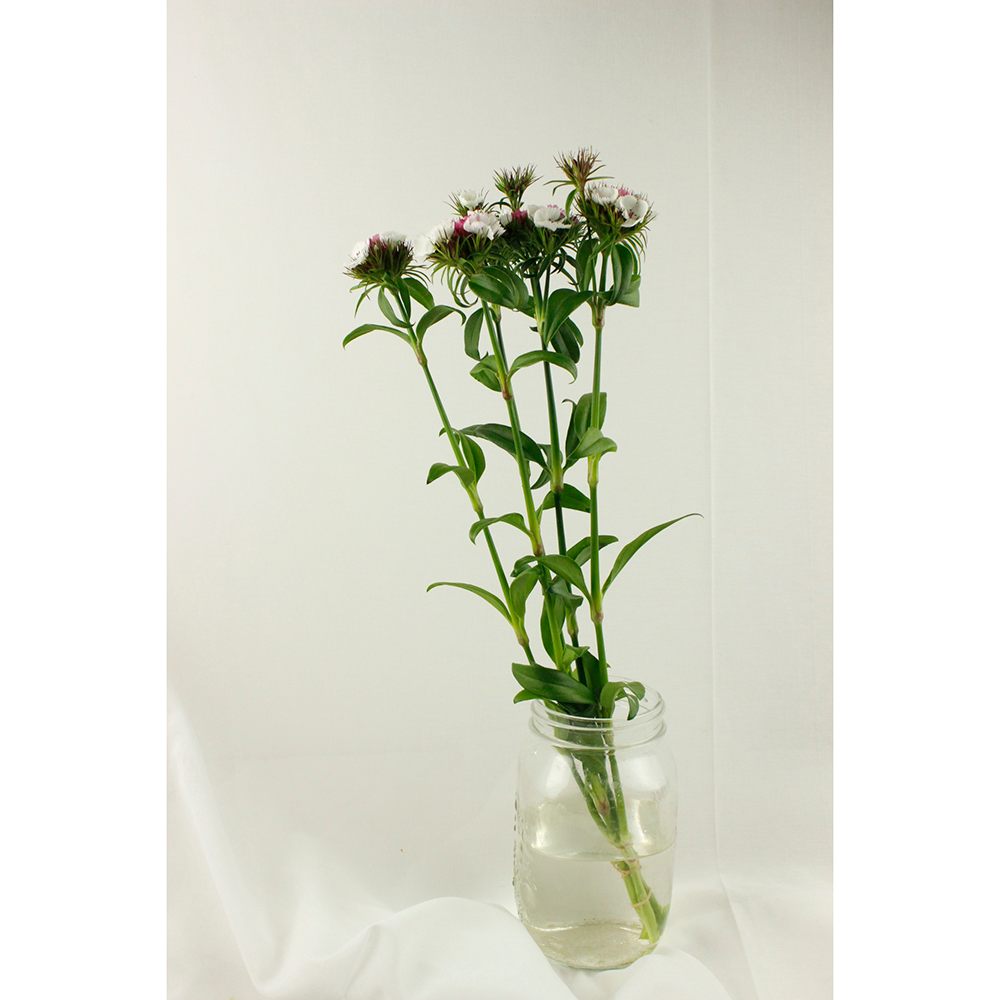 生花】ヒゲナデシコ スイートピンクマジック 中里園芸 4-50cm程度【FJ