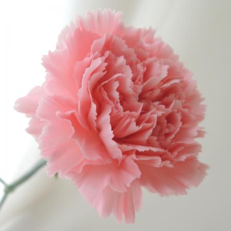 【直前!!!】国産カーネーション・ロング(ピンク)　モモカなど【生花】
