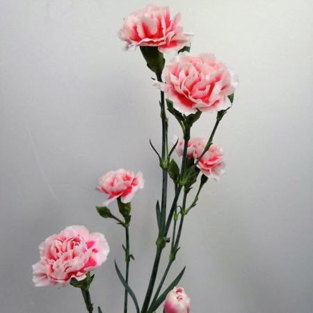生花】輸入スプレーカーネーション スカイライン(白×ピンク