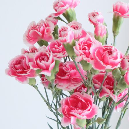 【生花】SPカーネーション(ピンク/白フチ)コロンビア産　チェリーテッシノなど 【OR-89】