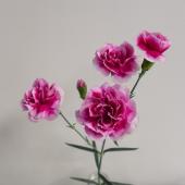 ※販売期間外※【直前!!】輸入スプレーカーネーション　トレンディテッシノ（紫複色） 【ボリューム割】【生花】