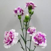 生花】輸入スプレーカーネーション スーパートレンディテッシノ(白×紫