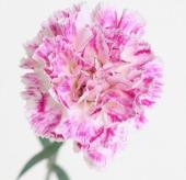 カーネーション 白とピンクの花 08直前!】カーネーション プレミア(ピンク白絞り) コロンビア産【生花