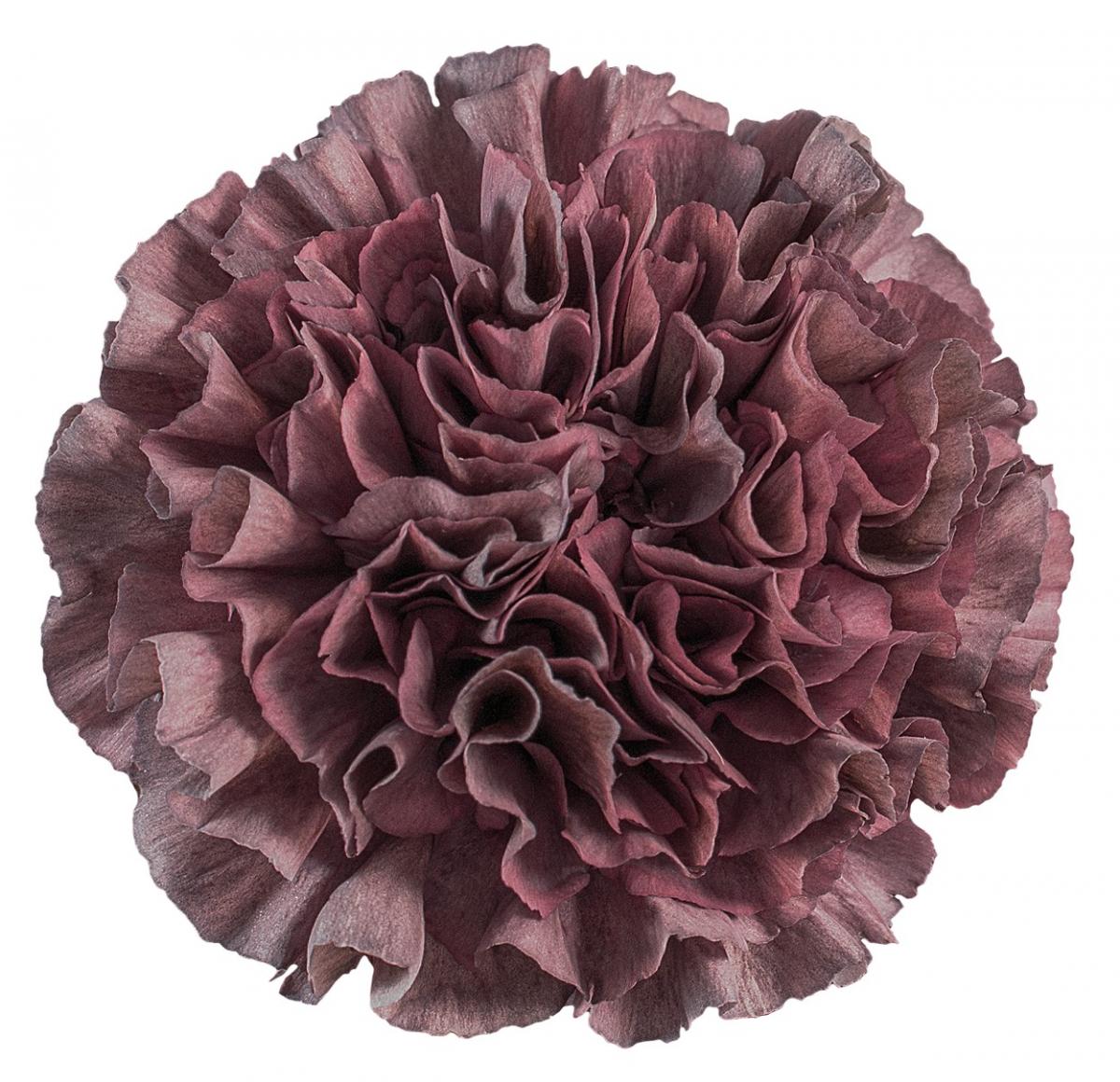 生花】輸入カーネーション セピアスリル(薄茶紫)☆ボリューム割【OTY