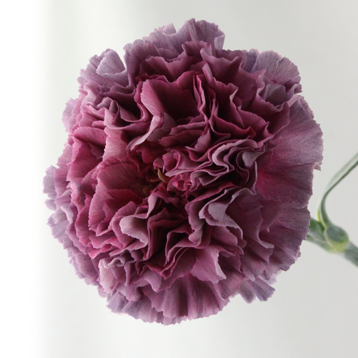 生花】輸入カーネーション セピアスリル(薄茶紫)☆ボリューム割