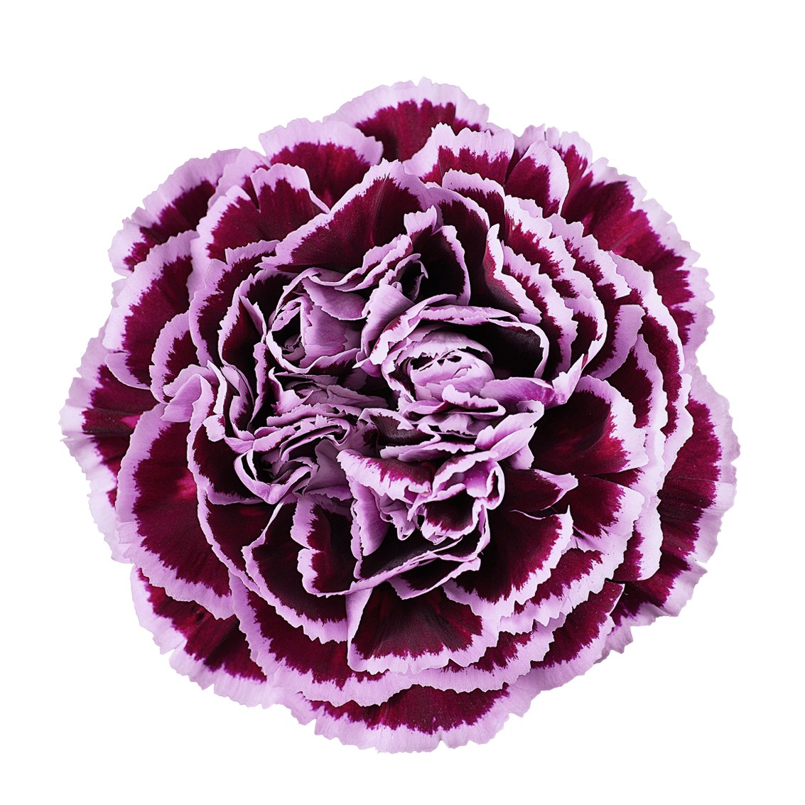 生花】輸入カーネーション ノビオフィリグラーナ(複色紫 )【OTY】 - 花