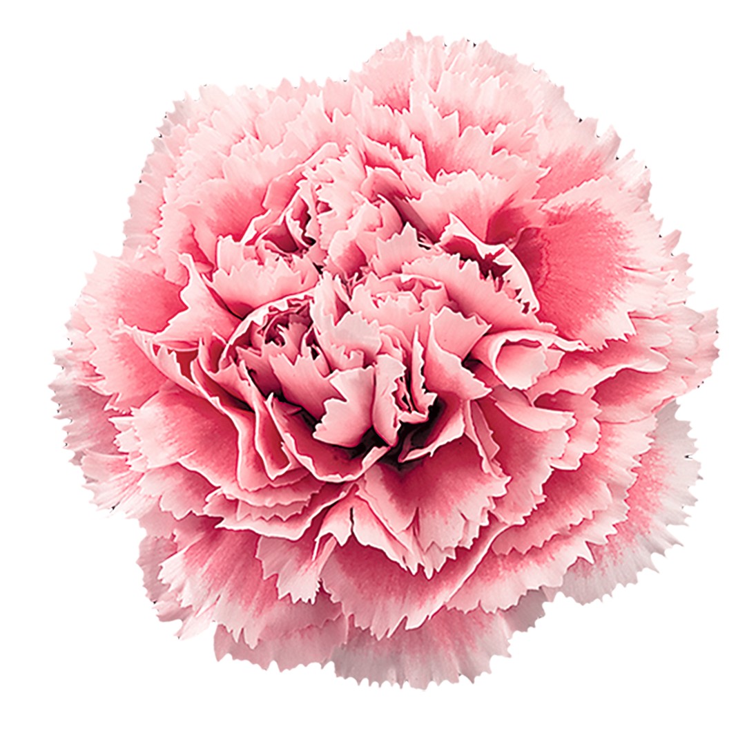 生花】輸入カーネーション ノビオ ピンクジェラート(複色桃