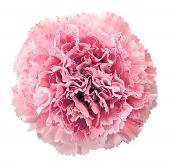 生花】輸入カーネーション ノビオアルジェンタ(複色桃 )【OTY】 - 花材