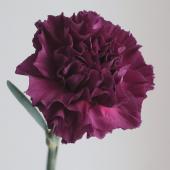 生花】輸入カーネーション コバルトスリル(濃紫)【OR-89】 - 花