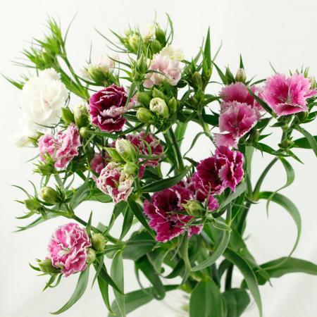 【生花】ナデシコ 　ケンジントンミックス　 中里園芸30～40cm程度