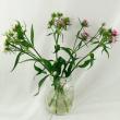 【生花】ナデシコ 　ケンジントンミックス　 中里園芸30～40cm程度