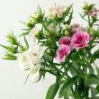 【生花】ナデシコ 　ケンジントンミックス　 中里園芸30～40cm程度
