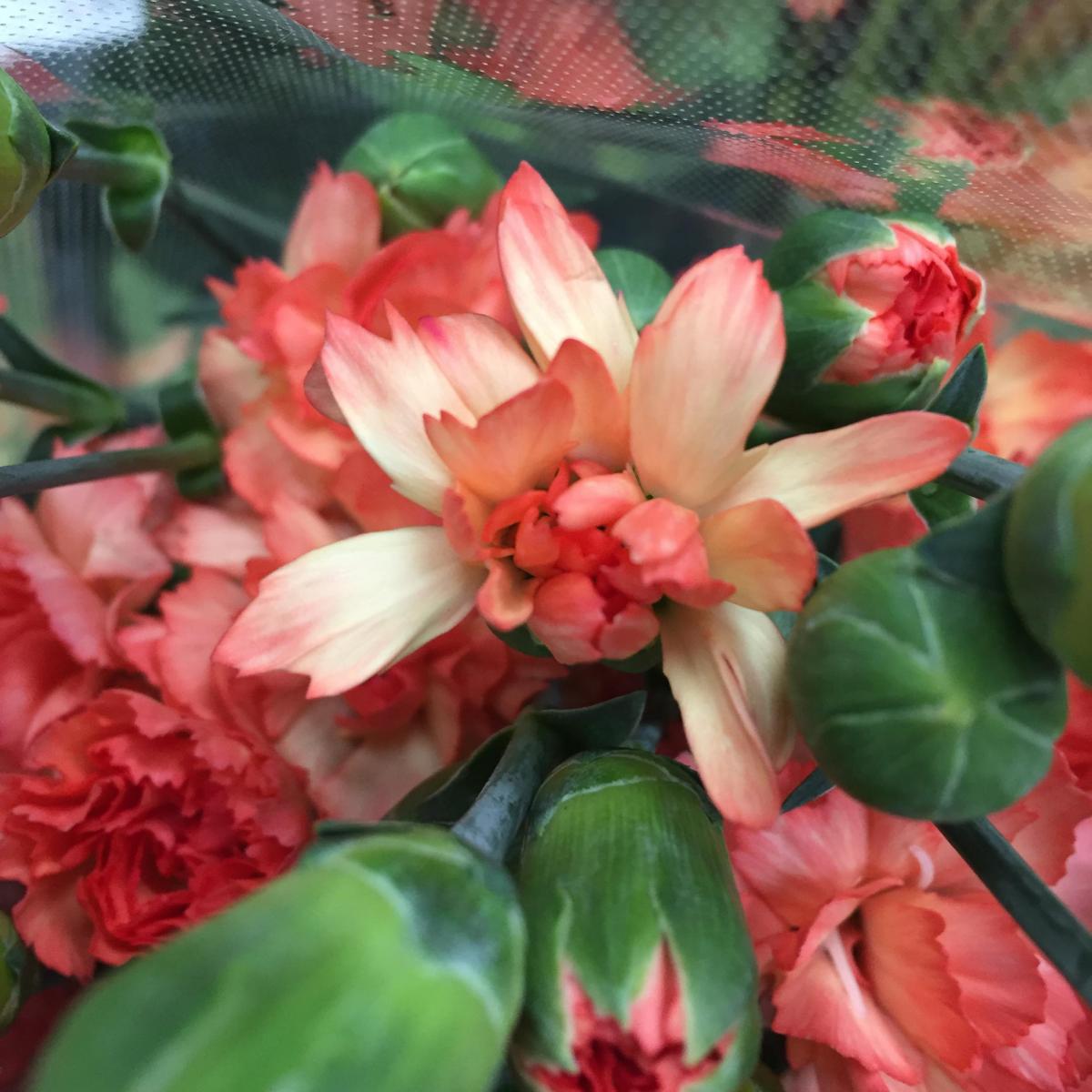 生花】SPカーネーション シャギーオレンジ(星咲きオレンジ系) - 花材