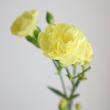 【直前!!】国産　SPカーネ(黄)長野県など　【生花】