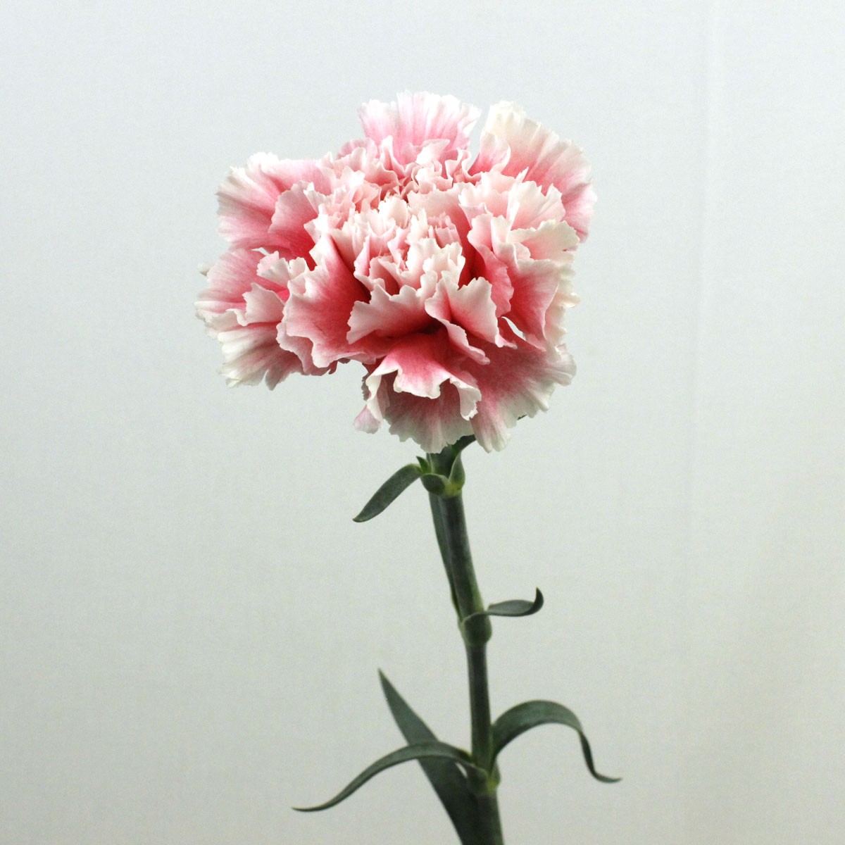 生花 国産カーネーション コットンキャンディ ピンク 白 藤花園 通販 はなどんやアソシエ 生花 国産カーネーション コットンキャンディ ピンク 白 藤花園 通販 はなどんやアソシエ