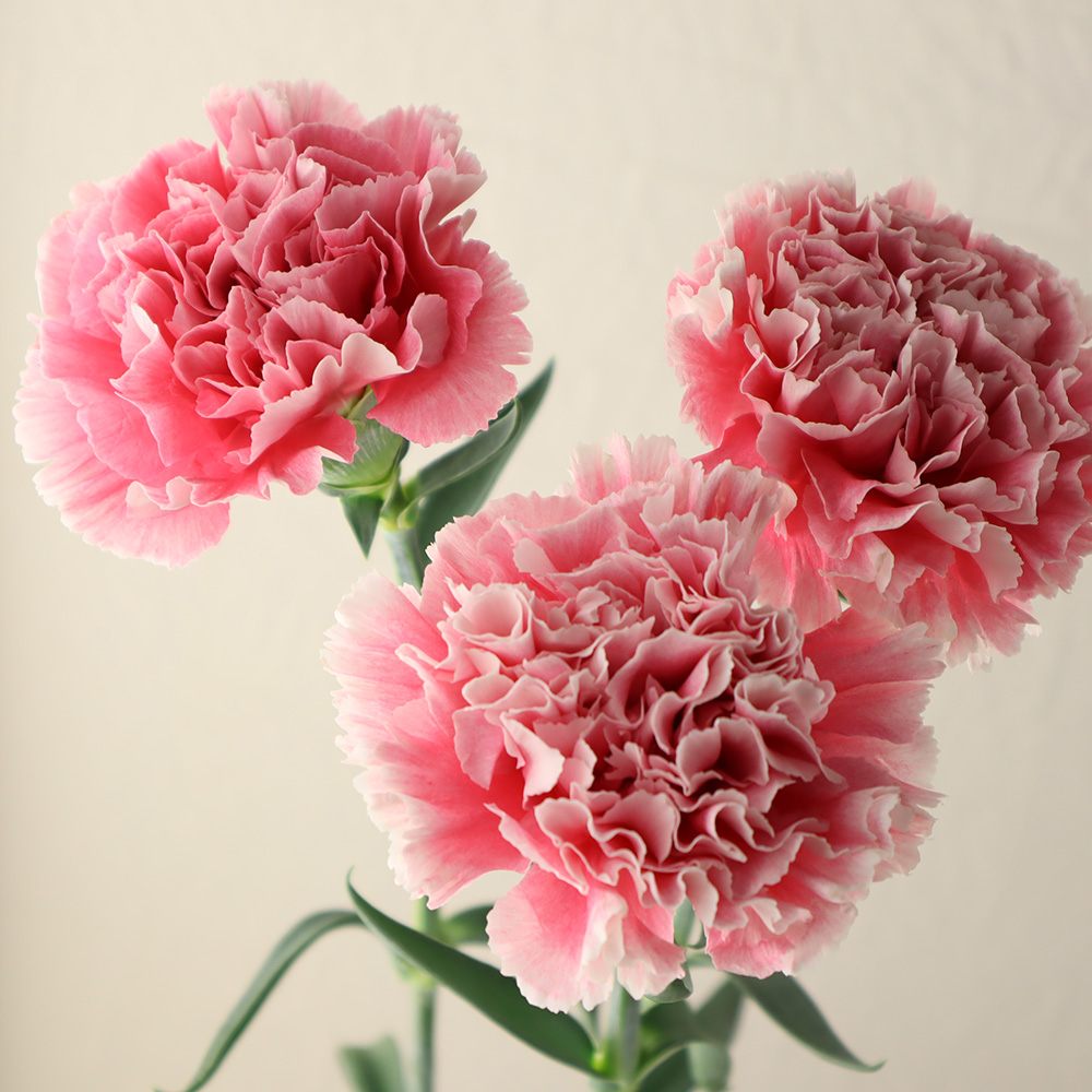 生花 国産カーネーション コットンキャンディ ピンク 白 藤花園 通販 はなどんやアソシエ 生花 国産カーネーション コットンキャンディ ピンク 白 藤花園 通販 はなどんやアソシエ