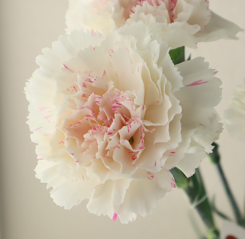 生花】国産カーネーション ユカリチェリー(白/ピンク絞り)60cm程度藤