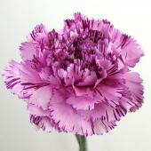 直前!】国産カーネーション ユカリスクーロ(ライトパープル/紫シボリ