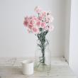 【生花】国産SPカーネーション　パフューム(ライトピンク複色)5-60cm程度藤花園【FJ】