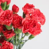 カーネーションの切り花生産　S48年 カーネーションの切り花生産 S48年 カーネーションの切り花生産 S48年