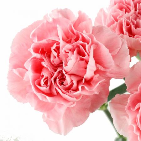 【生花】国産カーネーション　カップケーキ(ピンク)60cm程度藤花園【FJ】
