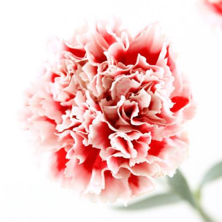 生花】国産カーネーション サファリ(赤白 60cm程度藤花園【FJ