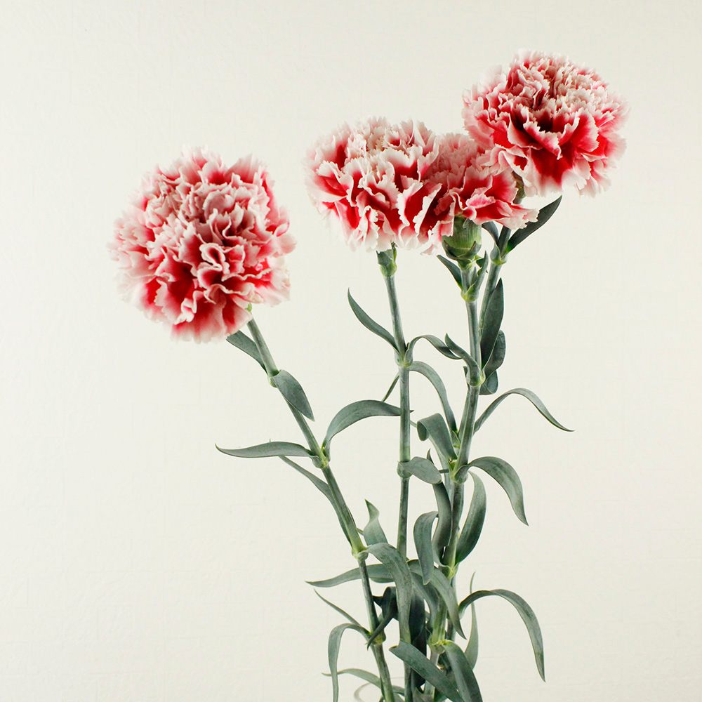 生花】国産カーネーション サファリ(赤白 60cm程度藤花園【FJ】 - 花材