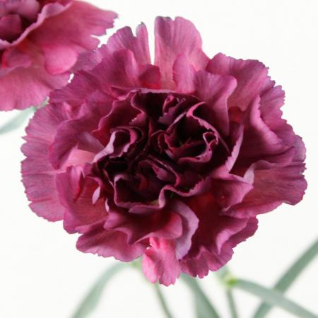 花材　マイクロカーネーション　8種類 花材 マイクロカーネーション 8種類 花材 マイクロカーネーション 8