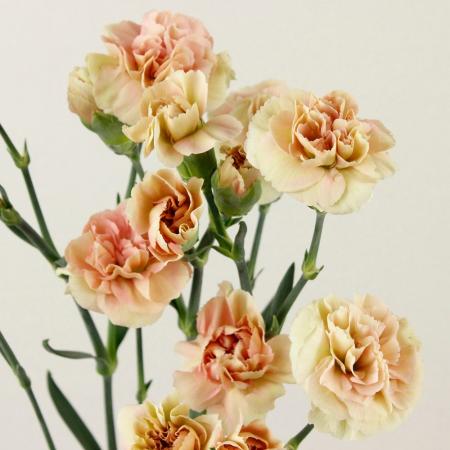 【生花】国産SPカーネーション　ロイヤルミルクティ(ベージュ系)60cm程度藤花園【FJ】