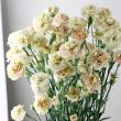 【生花】国産SPカーネーション　ロイヤルミルクティ(ベージュ系)60cm程度藤花園【FJ】