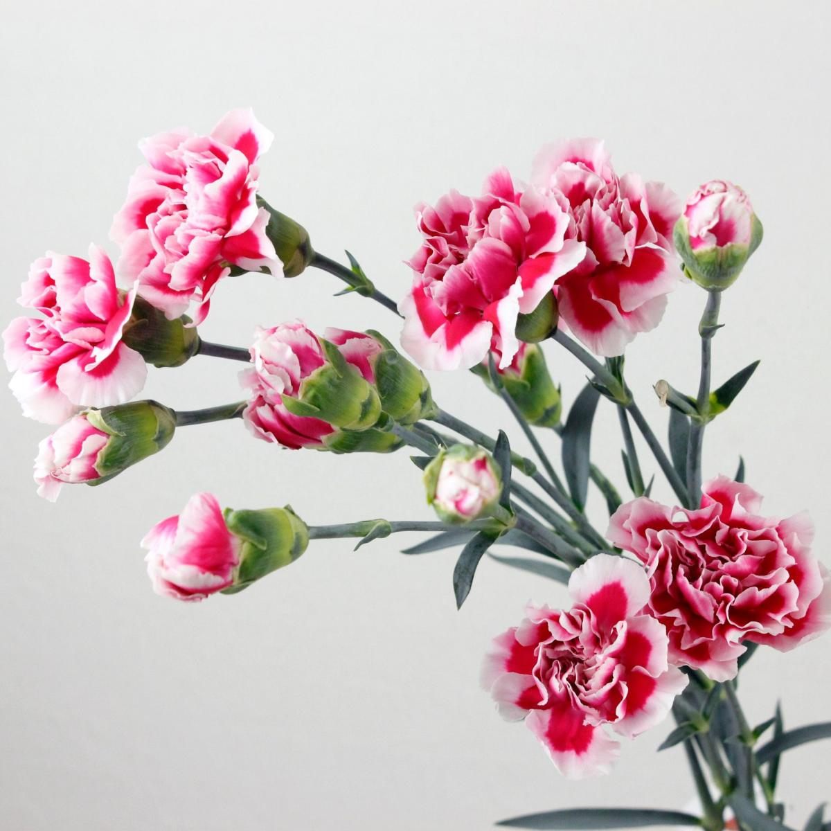 生花】国産SPカーネーション ウィーン(ピンク白複色)60cm程度藤花園