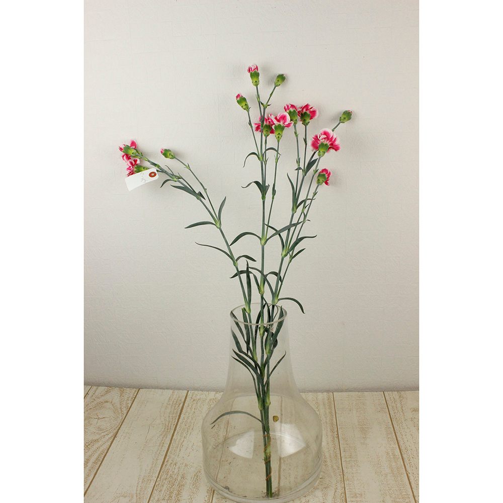 生花】国産SPカーネーション ウィーン(ピンク白複色)60cm程度藤花園
