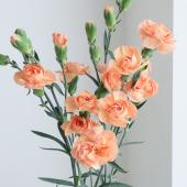 【生花】国産SPカーネーション　アイラ（オレンジ）5-60cm程度　 藤花園【FJ】