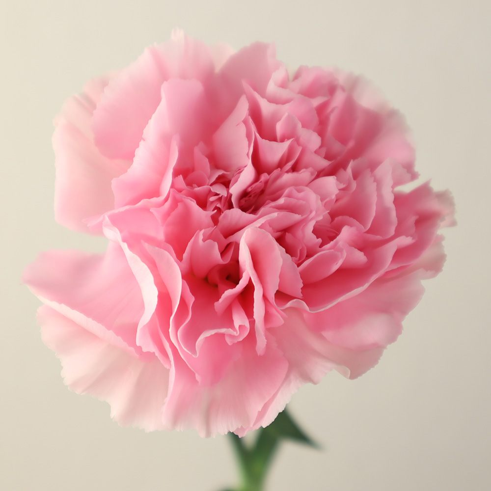 生花】国産カーネーション アルト(ライトピンク)60cm程度 藤花園