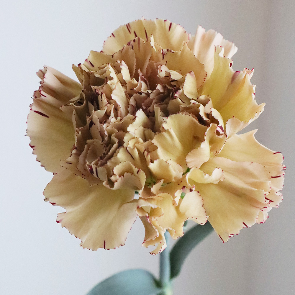 生花】国産カーネーション バイパー(ベージュ複色)60cm程度 藤花園【FJ