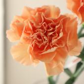 生花】国産カーネーション カエデ(淡オレンジ系)5-60cm程度 藤花園【FJ
