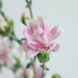 【生花】国産SPカーネーション　スタージャージー(星咲きピンク複色)5-60cm程度藤花園【FJ】