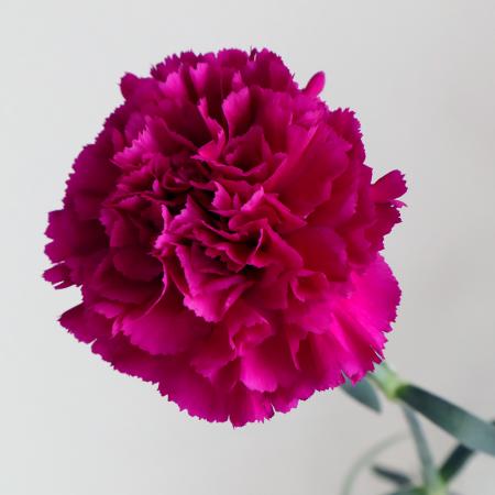 【生花】国産カーネーション　キプリング(濃い紫)5-60cm程度藤花園【FJ】