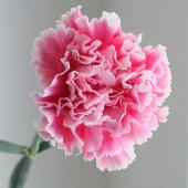 生花】国産カーネーション ソフィアローズ (ピンク白複色)5-60cm程 度