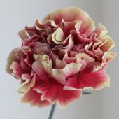 ※販売期間外※【08直前!!!】カーネーション　メルレットクリムゾン（赤茶ベージュ複色） コロンビア産【OR-89】