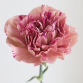 【生花】カーネーション　ボルテックor バイパーワイン（ピンクブラウン系） コロンビア産【OT】