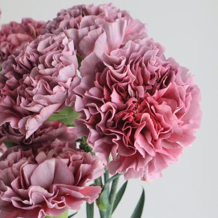生花】輸入カーネーション マカロン・スリル【OR-89】 - 花材通販は