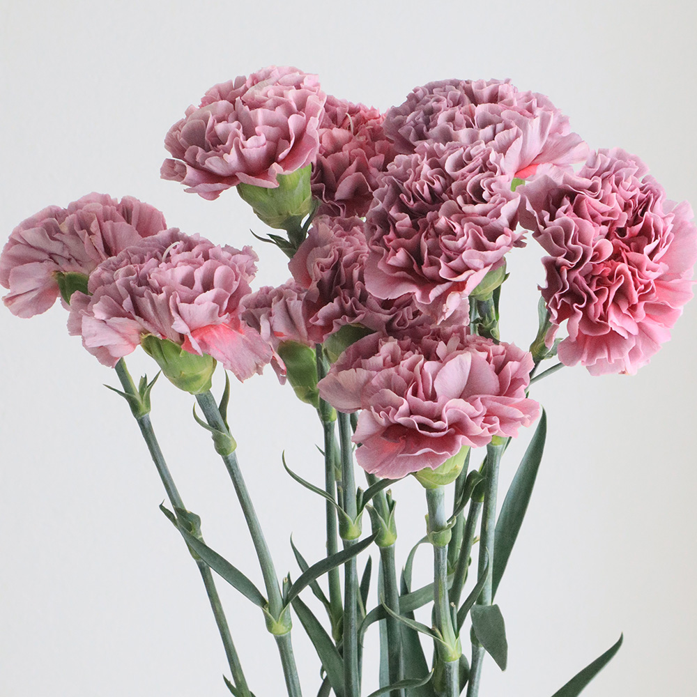 まかろん 生花】輸入カーネーション マカロン・スリル【OR-89】 - 花材通販は