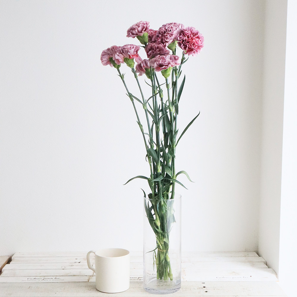 生花】輸入カーネーション マカロン・スリル【OR-89】 - 花材通販は