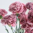 【08直前】輸入カーネーション　マカロンスリル【生花】