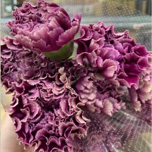 ca-7547【生花】輸入カーネーション メルレットパープル(紫系)【OR-89