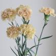 【生花】国産カーネーション (ベージュ系)