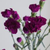 【生花】SPカーネ（パープル）コロンビア産　エプシロンなど 【OR-89】