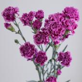 ※販売期間外※【直前!!】SPカーネ エケコ（紫×白） コロンビア産【OR-89】