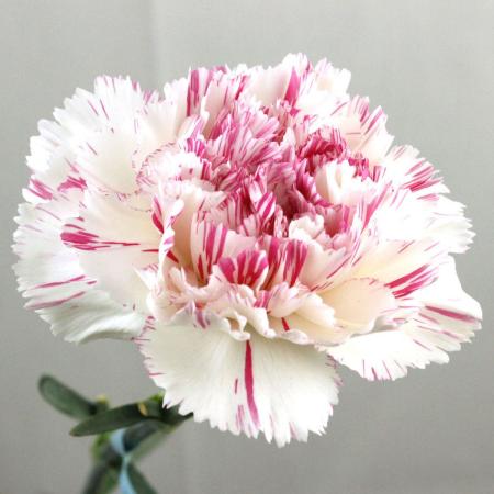 【生花】カーネーション  ユカリチェリー(白×ピンク絞り) コロンビア産 【OR-89】
